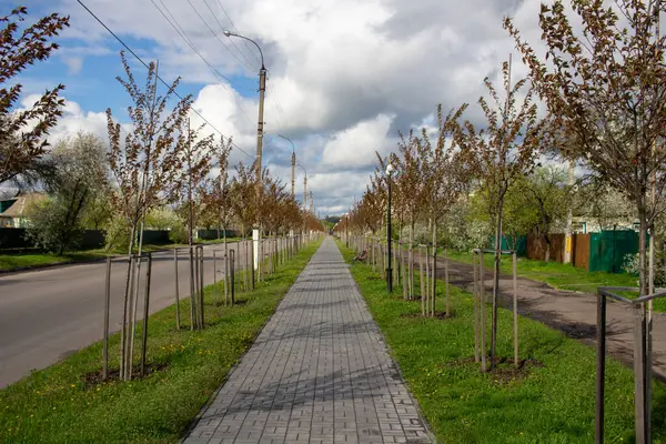 Kamyanka, Ukrayna - 10 Mayıs 2023: Kamyanka şehrinde Sakura sokağı 