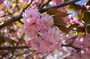 Orta Avrupa 'daki bahar bahçesinde açan güzel pembe Sakura.