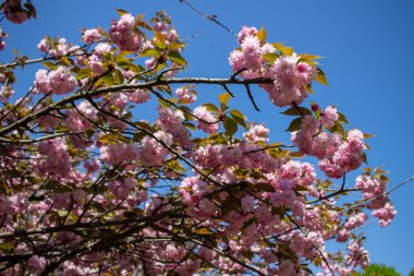 Orta Avrupa 'daki bahar bahçesinde açan güzel pembe Sakura.