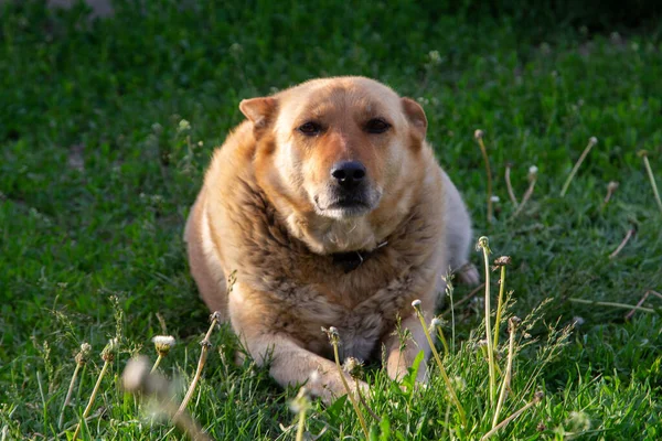 Triste Chien Sans Abri Sur Herbe Verte — Photo