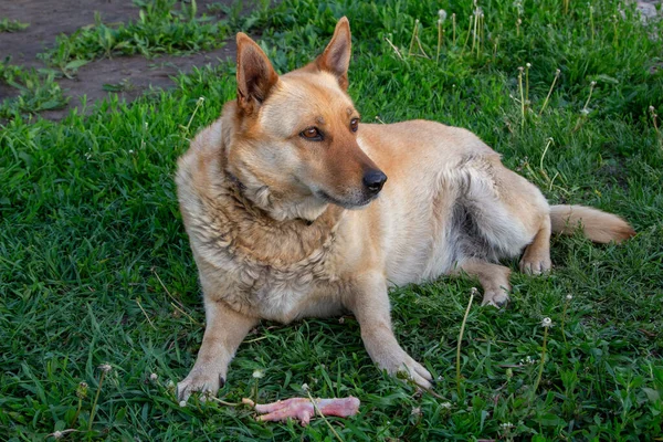 Λυπημένος Άστεγος Σκύλος Στο Πράσινο Γρασίδι — Φωτογραφία Αρχείου