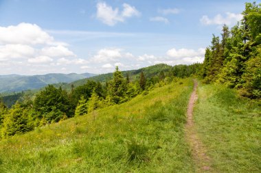 Karpat Dağları 'nın panoraması, çiçek açan yaz çayırları, mavi dağlar ve gökyüzünde beyaz bulutlar. Yazın Panorama 'sı Karpatlar, Beskids bölgesi, Parashka