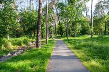 Yaz manzarası. Güneşli bir günde park