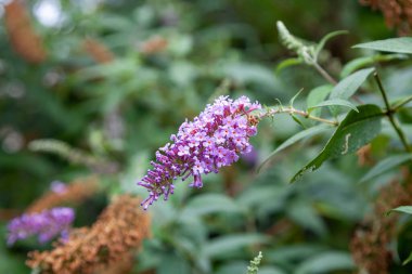 Buddleja davidii (