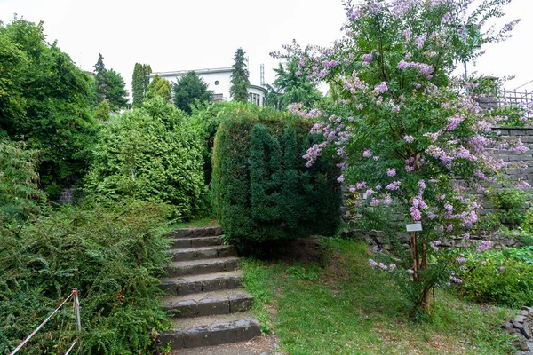 Uzhgorod Ukraine August 2021 Uzhgorod University Botanic Garden Uzhgorod Ukraine — Stock Photo, Image