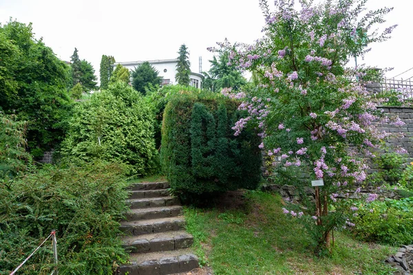 Uzhgorod Ukraine August 2021 Uzhgorod University Botanic Garden Uzhgorod Ukraine — Stock Photo, Image