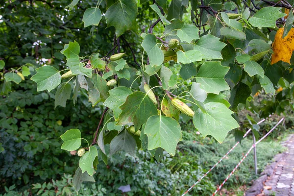 マグノリア ソウランゲアナ Magnolia Soulangeana マグノリア科マグノリア属のハイブリッド開花植物です — ストック写真