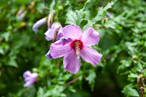 Hibiscus Syriacus Blomsterväxt Malvfamiljen Malvaceae — Stockfoto