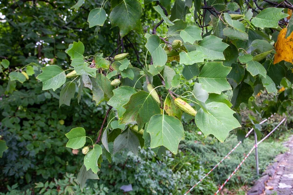 Magnolia Soulangeana Soucoupe Magnolia Est Une Plante Fleurs Hybrides Genre — Photo