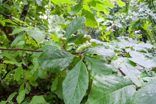 Uzhgorod Ucrania Agosto 2021 Jardín Botánico Universidad Uzhgorod Uzhgorod Ucrania — Foto de Stock