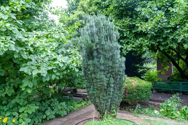 Uzhgorod Ucrania Agosto 2021 Jardín Botánico Universidad Uzhgorod Uzhgorod Ucrania — Foto de Stock