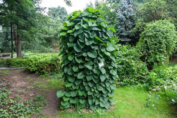 Uzhgorod Ucrania Agosto 2021 Jardín Botánico Universidad Uzhgorod Uzhgorod Ucrania — Foto de Stock