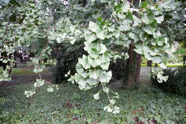 Ginkgo Biloba Κοινώς Γνωστό Ginkgo Gingko Είναι Επίσης Γνωστή Δέντρο — Φωτογραφία Αρχείου