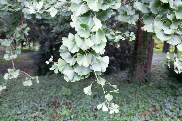 Ginkgo Biloba Commonly Known Ginkgo Gingko Also Known Maidenhair Tree — Stock Photo, Image