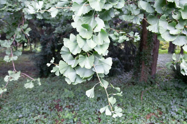 Ginkgo Biloba Commonly Known Ginkgo Gingko Also Known Maidenhair Tree — Stock Photo, Image