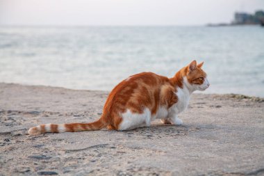 Baharda Odesa 'da Karadeniz' de tatlı kırmızı kedi