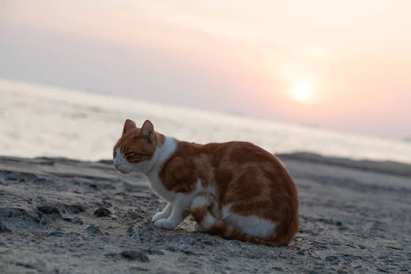 Red Cat Sunrise Balck Sea Coast Odesa Ukraine — Stock Photo, Image