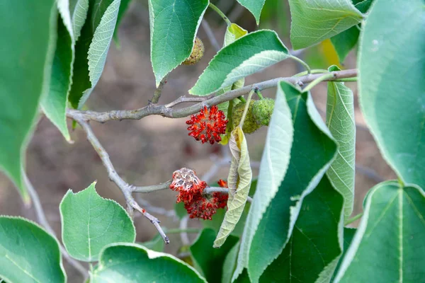 Paper Mulberry Broussonetia Papyrifera Species Flowering Plant Family Moraceae — Stock Photo, Image