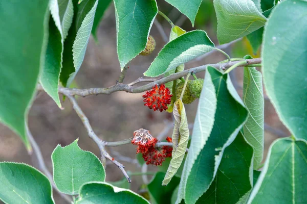 Paper Mulberry Broussonetia Papyrifera Species Flowering Plant Family Moraceae — Stock Photo, Image