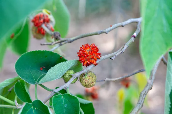 Gelso Carta Broussonetia Papyrifera Una Specie Pianta Fiore Della Famiglia Foto Stock