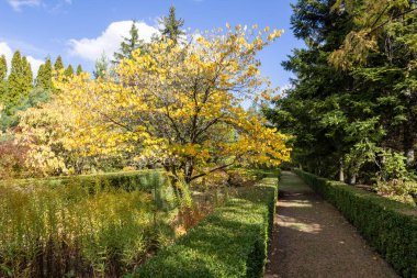 Vasyutuntsi, Ukrayna - 20 Eylül 2025: Vasyutuntsi köyünde botanik bahçesi, Ukrayna