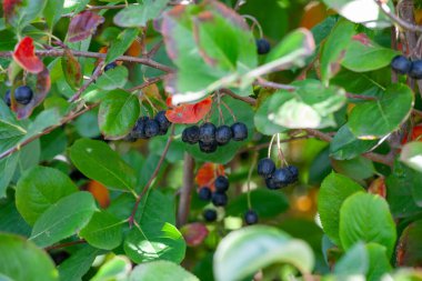 Aronia melanocarpa, Siyah Boğazı Böğürtlen