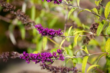 Buddleja davidii (