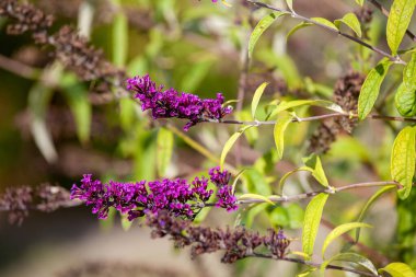 Buddleja davidii (