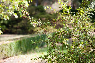 Vasyutuntsi, Ukrayna - 20 Eylül 2025: Vasyutuntsi köyünde botanik bahçesi, Ukrayna