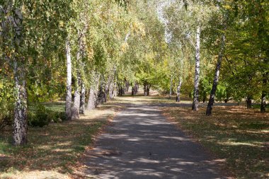 Vasyutuntsi, Ukrayna - 20 Eylül 2025: Vasyutuntsi köyünde botanik bahçesi, Ukrayna