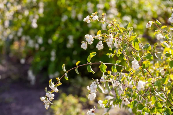 Symphoricarpos albusu İngilizcede yaygın olarak kar çileği olarak bilinir..