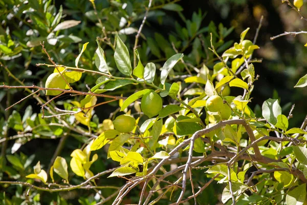 Yapraklı yaprakların üzerinde olgunlaşan yeşil narenciye meyveleri ılık güneş ışığı altında taze bir meyve bahçesi büyümesi, parlak yapraklar ve mevsimlik meyveler oluşturur.