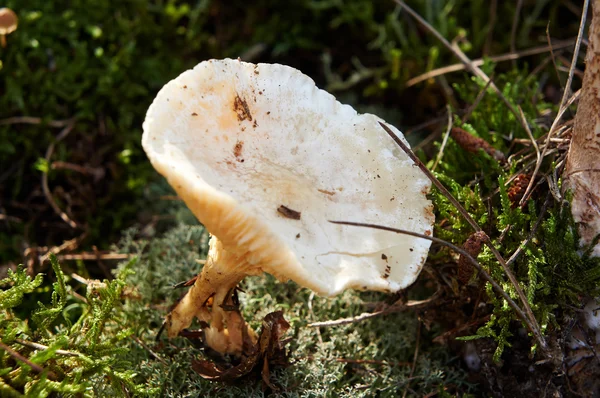 Cogumelo florestal — Fotografia de Stock