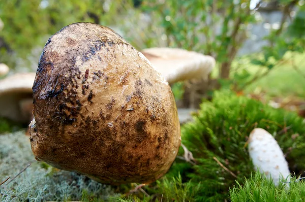 Forest mushroom — Stock Photo, Image