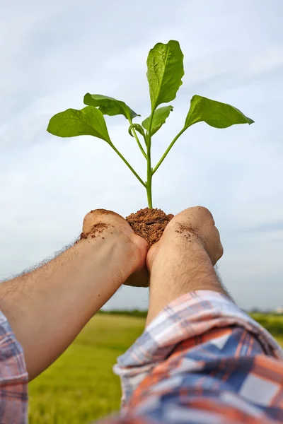 남자 손 잡고 식물입니다. 생태 개념 — 스톡 사진