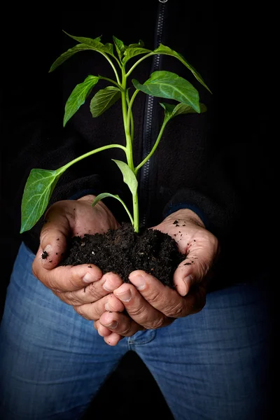 남자 손 잡고 식물입니다. 생태 개념 — 스톡 사진