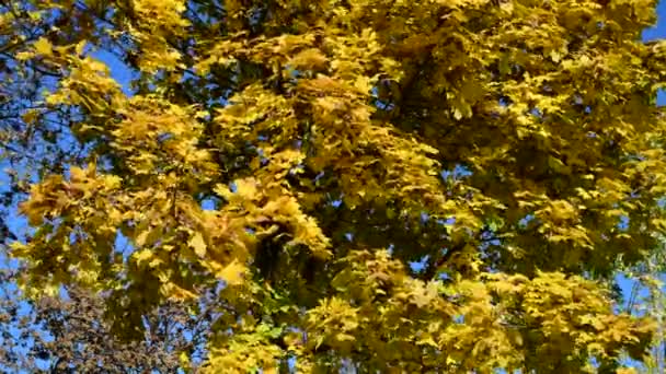 美丽的黄色橙色红叶自然背景抽象宏观收尾秋季4K视频 — 图库视频影像