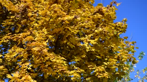 Belle Jaune Orange Rouge Feuilles Nature Fond Abstrait Macro Gros — Video