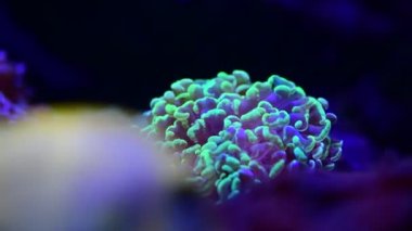 Deniz mercan resifi akvaryumunda güzel şakayıklar var. 4K video dolu.