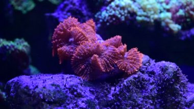 Deniz mercan resifi akvaryumunda güzel şakayıklar var. 4K video dolu.