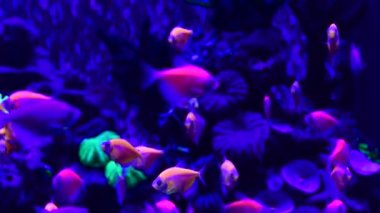 Tatlı su akvaryumu doğada Neon glowfish canlı hayvanlar yaşam 4k video