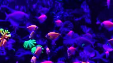 Tatlı su akvaryumu doğada Neon glowfish canlı hayvanlar yaşam 4k video