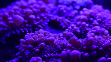 Deniz mercan resifi akvaryumunda güzel şakayıklar var. 4K video dolu.
