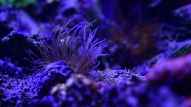 Deniz mercan resifi akvaryumunda güzel şakayıklar var. 4K video dolu.