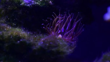 Deniz mercan resifi akvaryumunda güzel şakayıklar var. 4K video dolu.