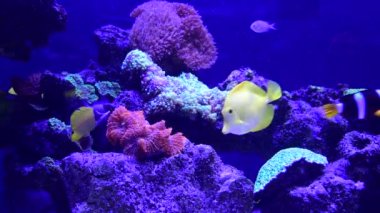 Mercan resif akvaryum balık anemones deniz okyanus suyu 4k video kadar yakın