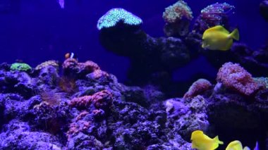 Mercan resif akvaryum balık anemones deniz okyanus suyu 4k video kadar yakın
