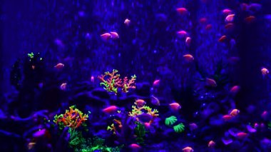 Tatlı su akvaryumu doğada Neon glowfish canlı hayvanlar yaşam 4k video