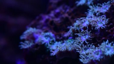 Deniz mercan resifi akvaryumundaki güzel deniz şakayıkları hareketli 4k video.