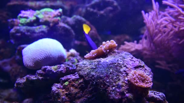 Mooie Anemonen Zee Koraalrif Aquarium Beweging Video Vol — Stockvideo